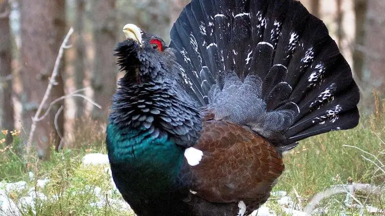 Ejemplar de urogallo.