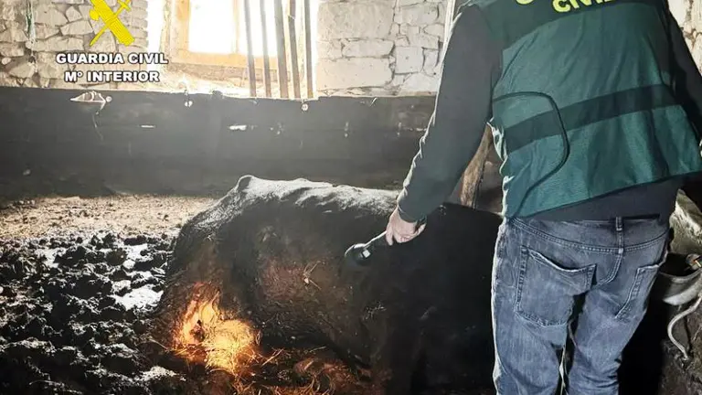 Vaca encontrada en la granja.
