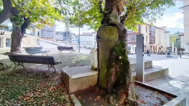 Árboles en Comillas.