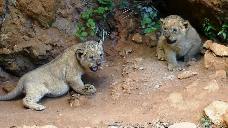 Leones nacidos en Cabárceno.
