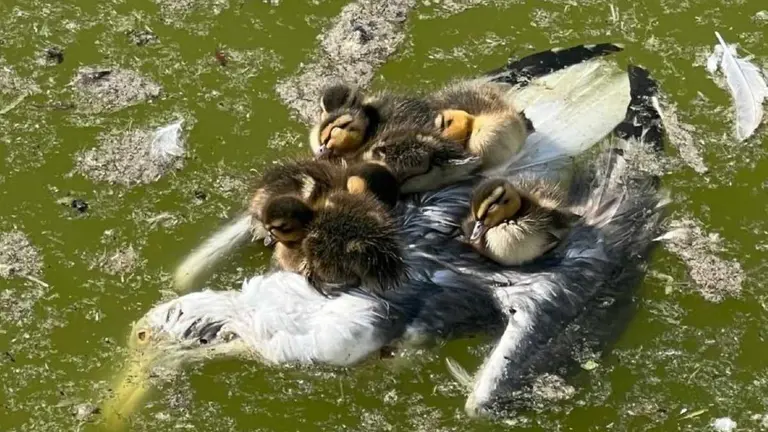 Estanque de Las Llamas en Santander.