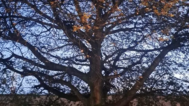 &Aacute;rboles junto al Palacio de Festivales.