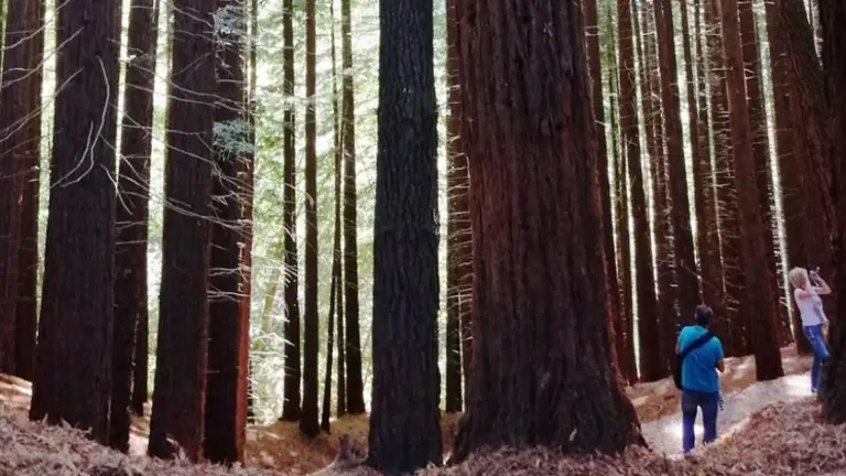 Bosque se secuoyas. R.A.