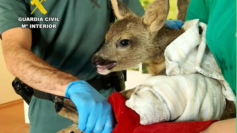 Corzo recuperado en La Cavada.