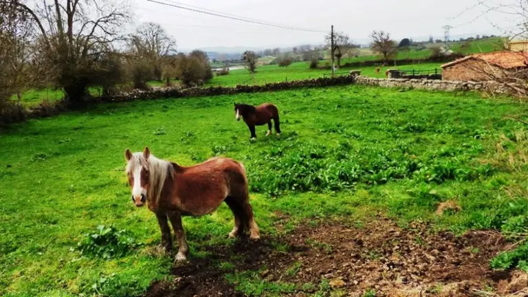 Municipio de Campoo de Yuso. R.A.