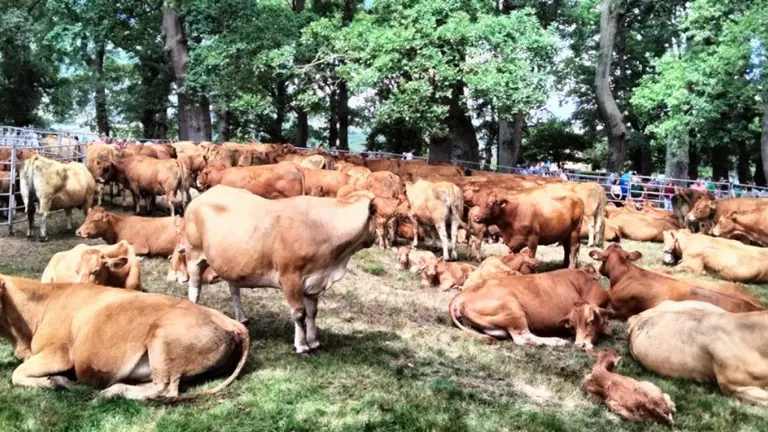 Ganado en Cantabria. R.A.