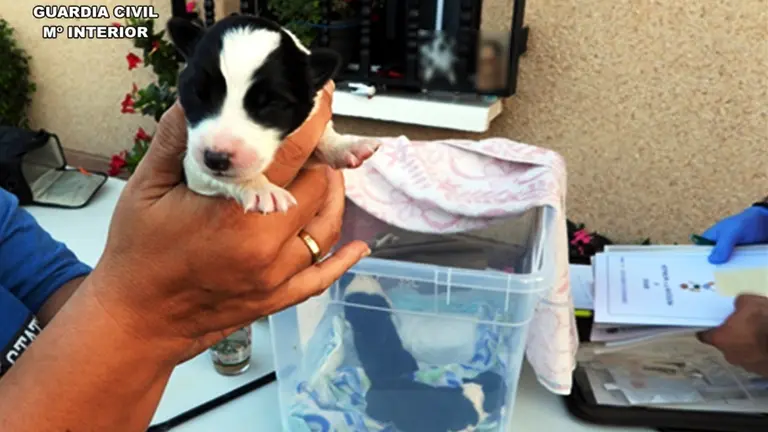 Perros en Santiurde de Toranzo.