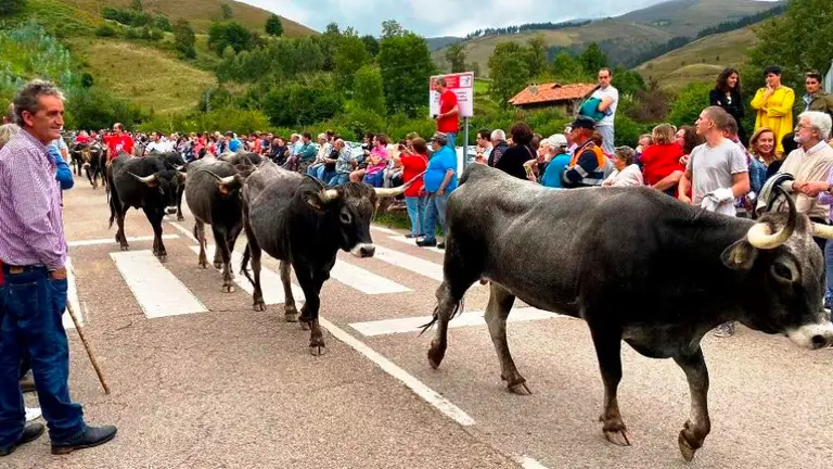 Descenso de las vacas Tudancas. Facebook Pueblos Más Bonitos de España