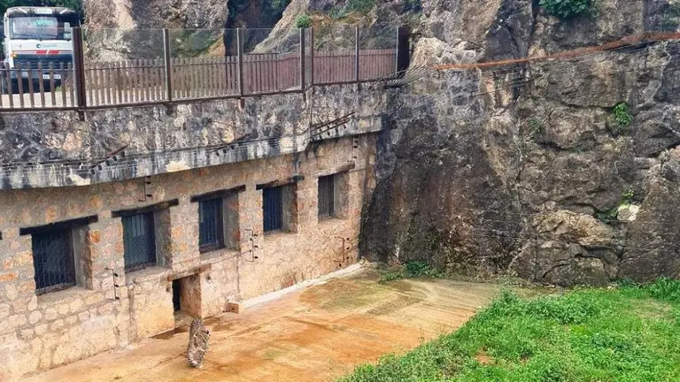 Leopardo persa en su recinto.