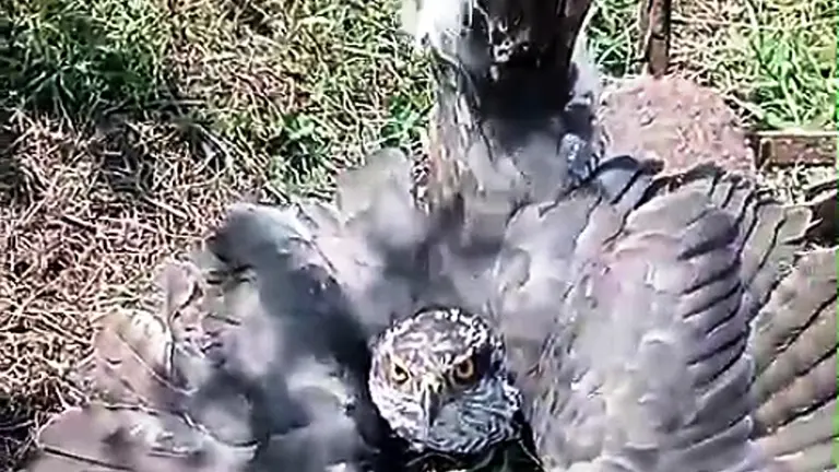 Ave rapaz capturada.