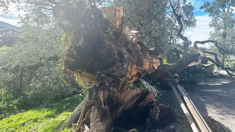 El ejemplar estaba plantado en Zurita.