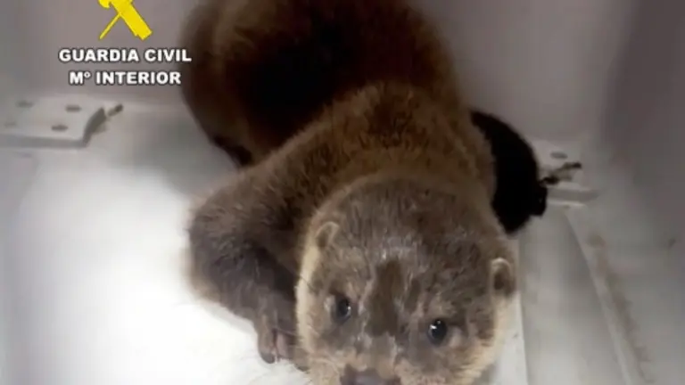 La nutria localizada por la Guardia Civil.