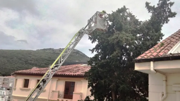 Los Bomberos cortan las ramas de la copa del árbol en Santoña. R.A.