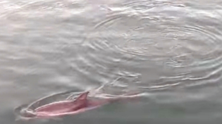 Cría de delfín en Santoña.