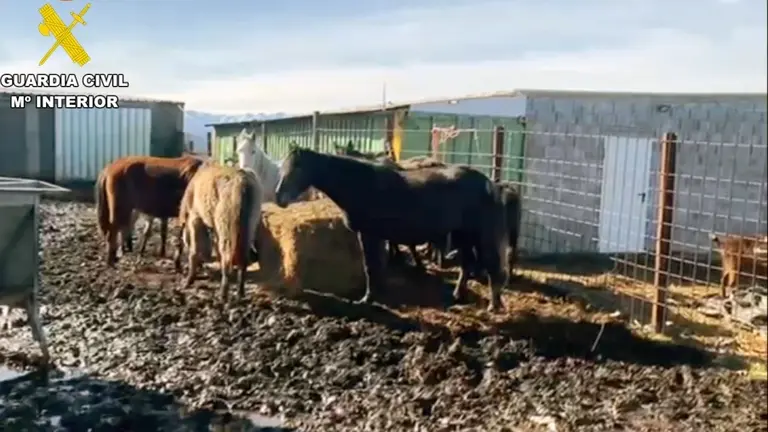 Uno de los detenidos está acusado de presunto maltratado animal