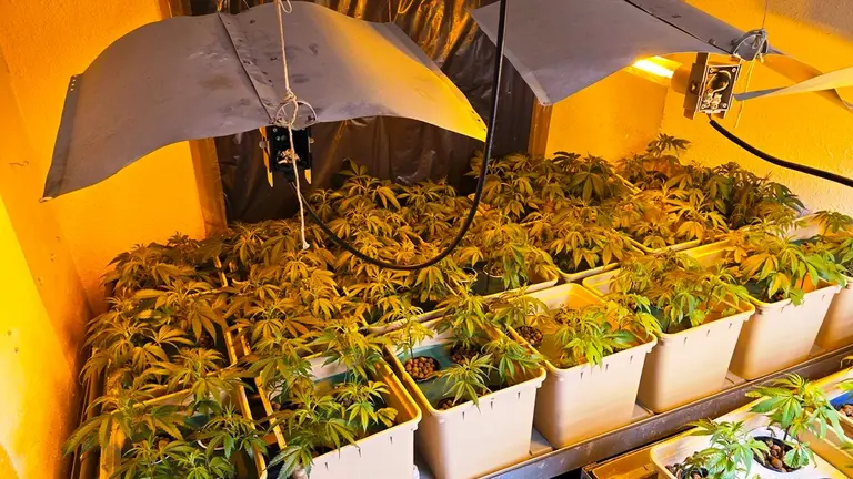 Plantación de marihuana en Castañeda.