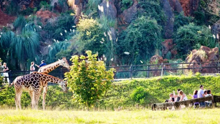 Jirafas en el Parque de Cabárceno.
