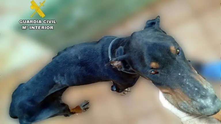 El perro rescatado por la Guardia Civil.