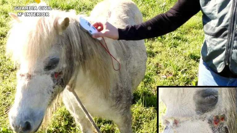 Maltrato a un pony.