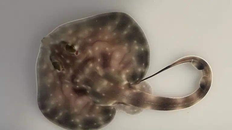 Rayas en el Museo Marítimo del Cantábrico.