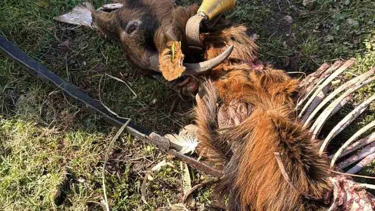 Consecuencias del ataque de los lobos.