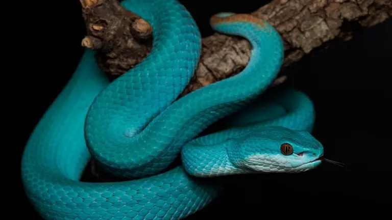 Serpiente en Cabárceno.