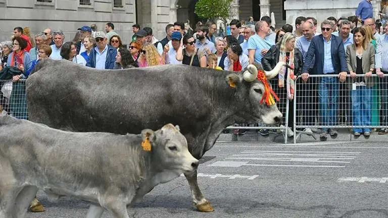 Desfile de vacas tudancas.