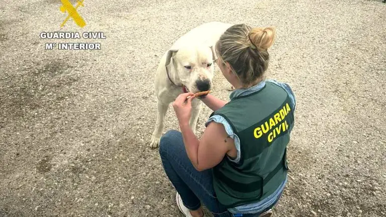 El Seprona atiende al perro.