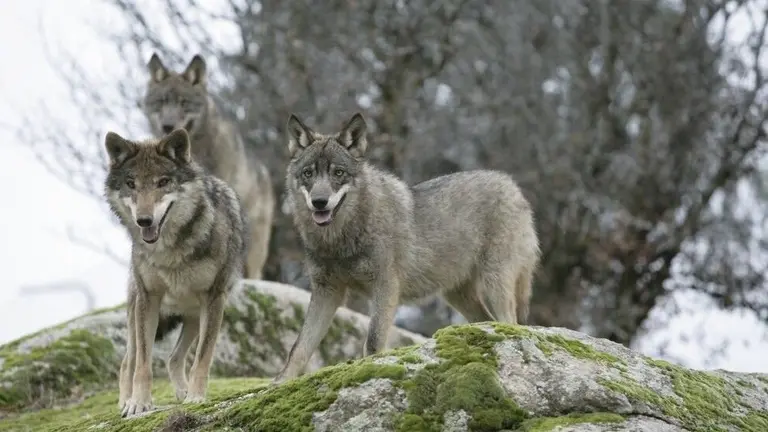 Ejemplares de lobos.