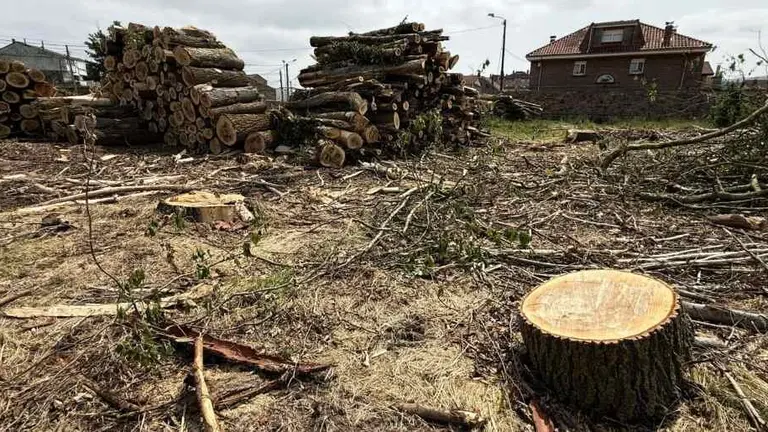 Tala de árboles en Reinosa.