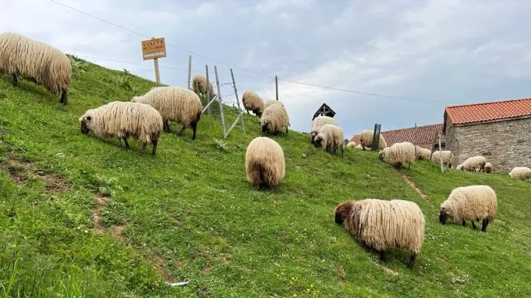 Ovejas en Cantabria.