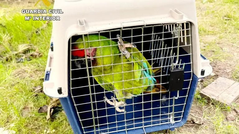 Guacamayo localizado por la Guardia Civil.