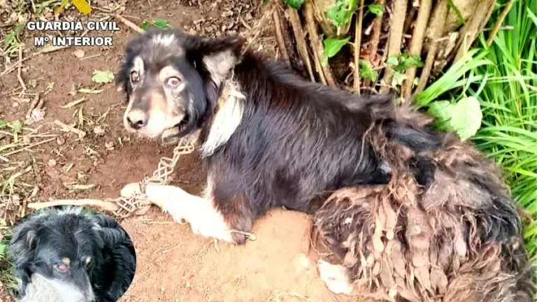 Uno de los perros abandonados.