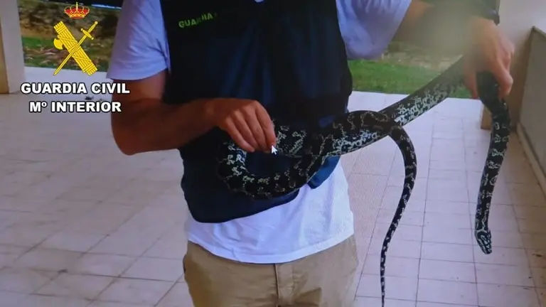 Ejemplar de pit&oacute;n.