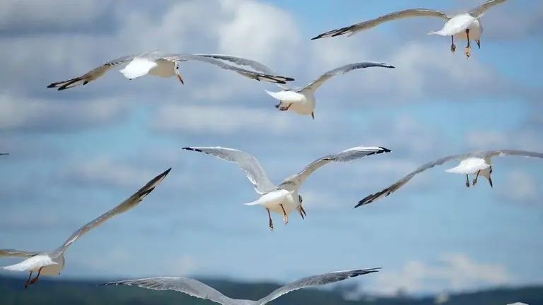 Enfermedad de la gripe aviar.