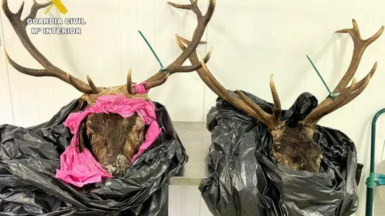 Cabezas de ganado interceptadas.