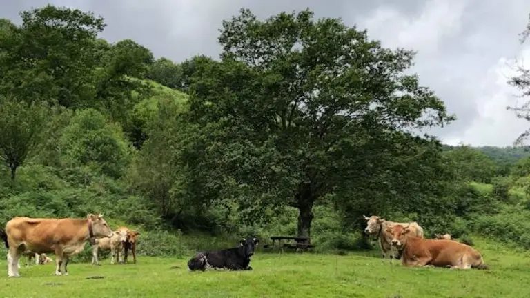 Ganado de Cantabria.