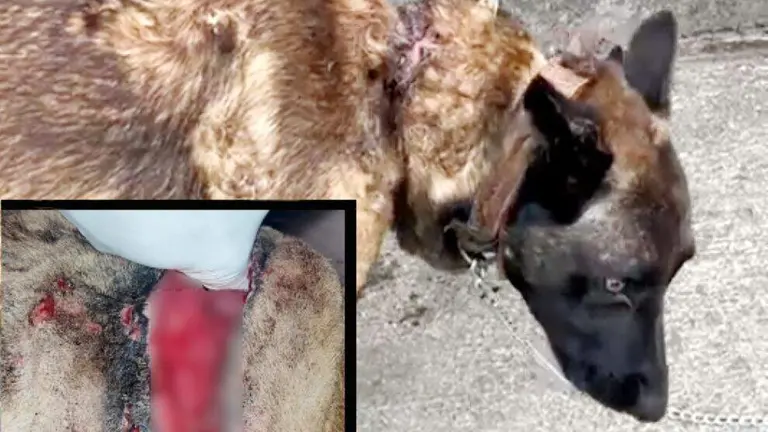 Estado en el que la Guardia Civil encontró al perro.