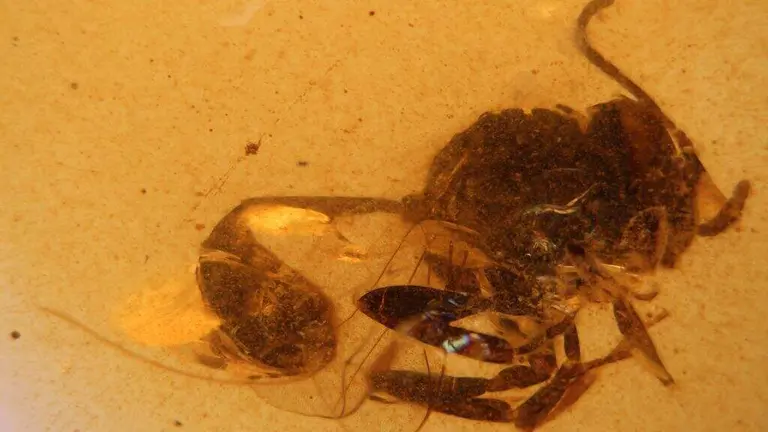 Cretevania orgonomecorum del ámbar de El Soplao