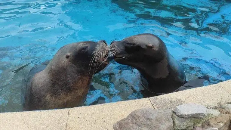 Pas, a la izquierda, y Deva, leones marinos en Cab&aacute;rceno.