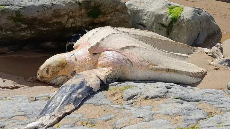 Tortuga varada y muerta.