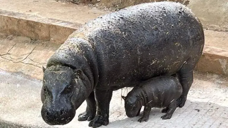 Cr&iacute;a de hipop&oacute;tamo.