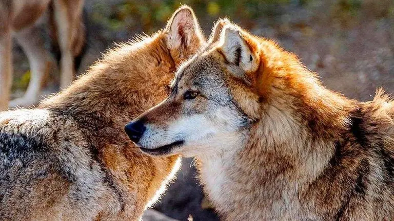 Ejemplares de lobo.