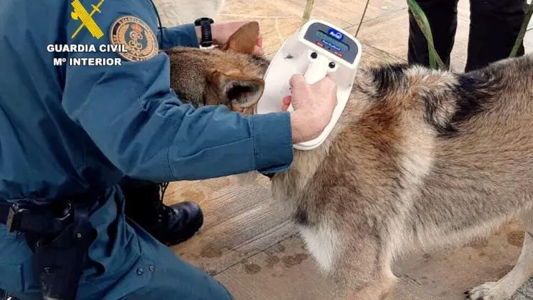 Control del perro.