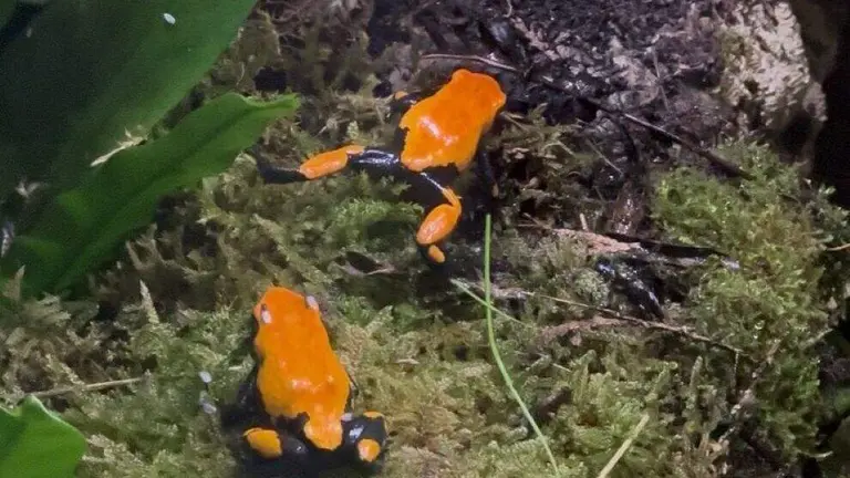 Ranas incorporadas a Cab&aacute;rceno.