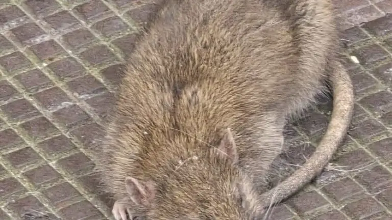 Ratas en las calles de la ciudad.