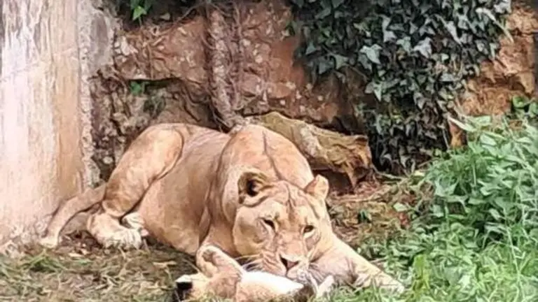 Leona en Cab&aacute;rceno.