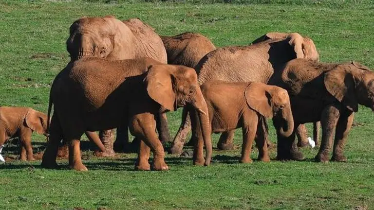 Elefantes de Cab&aacute;rceno.