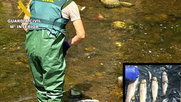 Peces muertos por el vertido.