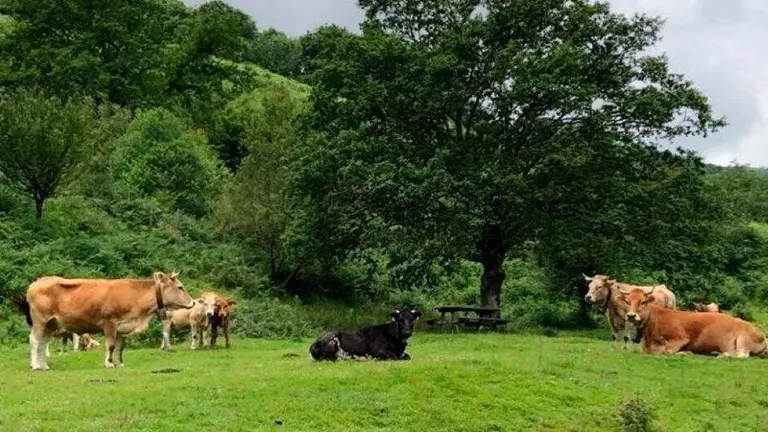Vacas en Cantabria.